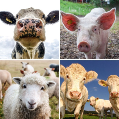 Ahdb Cereals  Oilseeds