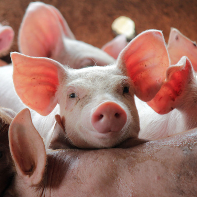 Ahdb Cereals  Oilseeds