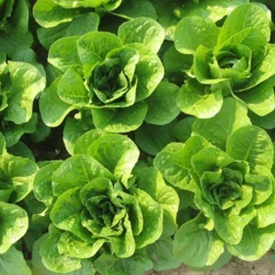 Ahdb Cereals  Oilseeds