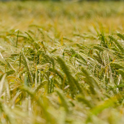 Ahdb Cereals  Oilseeds