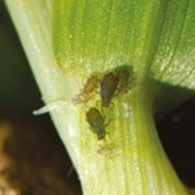 Ahdb Cereals  Oilseeds