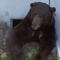 A bear moved into Altadena man’s crawlspace. He won’t leave.