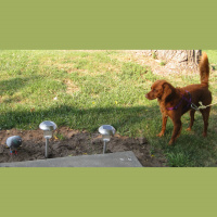 Drives and Motivation Revisited