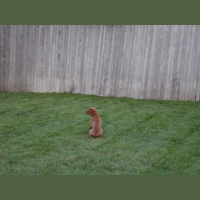 Housetraining Essentials