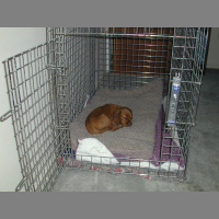 The Two Most Dangerous Mistakes People Make When Crating Their Dogs