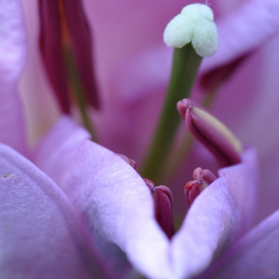 Embodied Astrology With Renee Sills