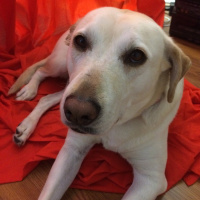 My Dog Died! Discussing Losing Family and Grief while Playing Blackout