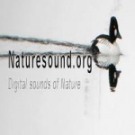 Nature Sounds Podcast