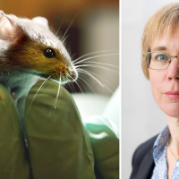 Jag forskar om cancer med hjälp av försöksdjur