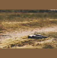 Jésus et la violence