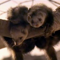 Episode 37: The Beastmaster