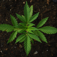 Legalizar la mariguana