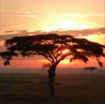 Trimavera Podcasts Trimavera