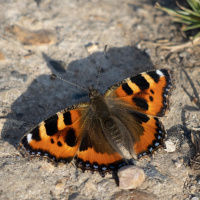 Wunderwelt der kleinen Tiere: Insekten (2/2)