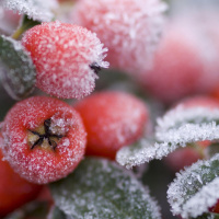 Warten aufs Christkind (2021/2)