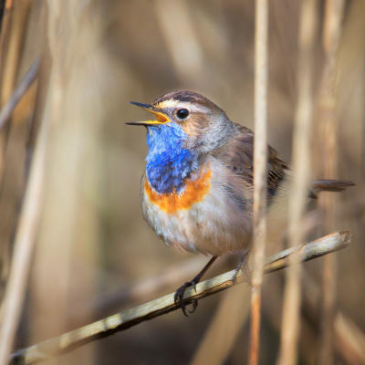 Do Re Mikro - Die Musiksendung Für Kinder