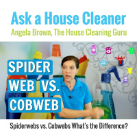 Spiderweb vs. Cobweb - Whats the Difference?