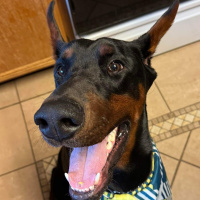 The Mason Jar Cafes Furry Friends Friday featuring Grant!