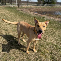 The Mason Jar Cafes Furry Friends Friday featuring Katrina!