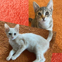 The Mason Jar Cafes Furry Friends Friday featuring Rue and Midgee!