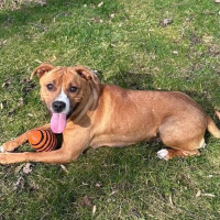 The Mason Jar Cafes Furry Friends Friday featuring Muffin!