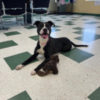 The Mason Jar Cafes Furry Friends Friday featuring Gnarly!