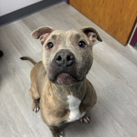 The Mason Jar Cafes Furry Friends Friday featuring Sweet Pea! 