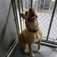 The Mason Jar Cafes Furry Friends Friday featuring Nacho! 