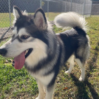 The Mason Jar Cafes Furry Friends Friday featuring Balto! 