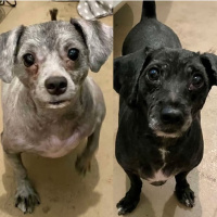 The Mason Jar Cafes Furry Friends Friday featuring Alex  Max