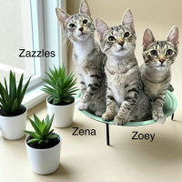 The Mason Jar Cafes Furry Friends featuring ZAZZLES, ZENA,  ZOEY