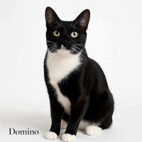The Mason Jar Cafes Furry Friends Friday featuring Domino!
