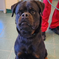 The Mason Jar Cafes Furry Friends featuring Annie! 