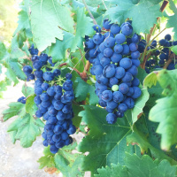 Anguruzuminahstafil - Os viajantes e as uvas