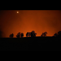 How the Failure to Remove a Tree Could Have Sparked Zogg Fire