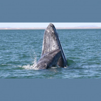 Offshore Wind Projects Could Impact Whales That Migrate Off Californias Coast