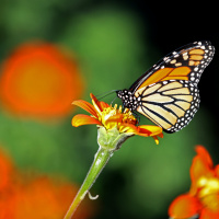 Monarch Butterflies Return to Pacific Grove