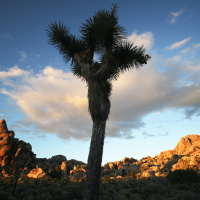 Climate Change and its Impact on Desert Ecosystem in California
