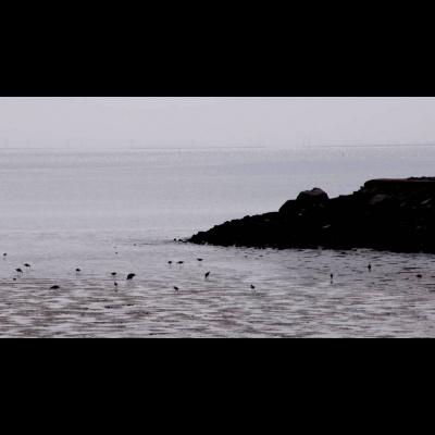 Kqeds The California Report