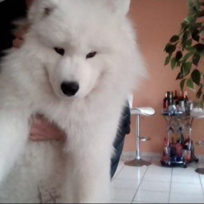 Tfl Fantasy Football Nfl Podcast