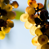 Wall Street  Wild Grapes