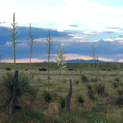 Jeremiah Griffins Tracks