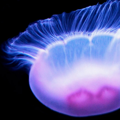 Jeremiah Griffins Tracks