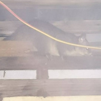 Scientific Fellatio 138 Dumbed Down Atheist Mouthblast