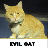 Capsicum one and all  roll up DDA 109