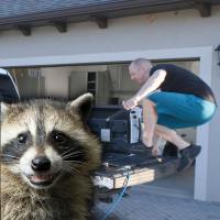 Ford Raptor Box Jumps  Dumpster Raccoons!