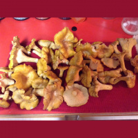 Yakkin With Nick Ep.28 Mushroom Foraging