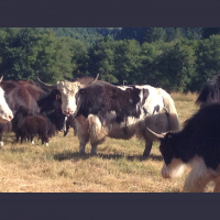 Yakkin With Nick Ep.46 Hazelton Farms Update