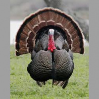 Yakkin With Nick Ep.31 Be Grateful