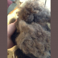 Yakkin With Nick Ep.11 Yak Fiber